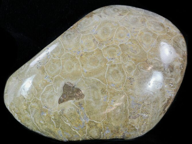 Polished Fossil Coral (Actinocyathus) Head - Morocco #58230